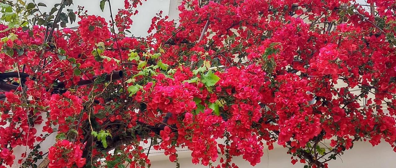 Stamatias Home, Fully Equipped Cottage 5 Minutes From The Sea Chrissi Akti Chania Exterior foto